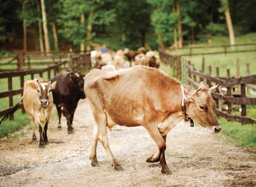 The farm has 18 dairy cows, plus calves and heifers. 